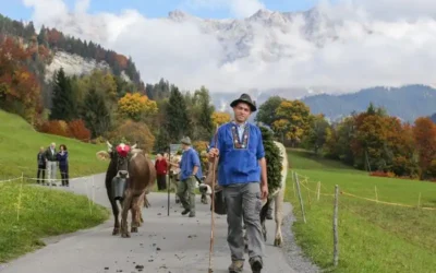 Switzerland’s cow parade (désalpe/alpabzug) 2024 and its history