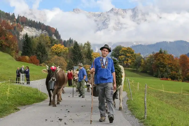 Switzerland’s cow parade (désalpe/alpabzug) 2024 and its history